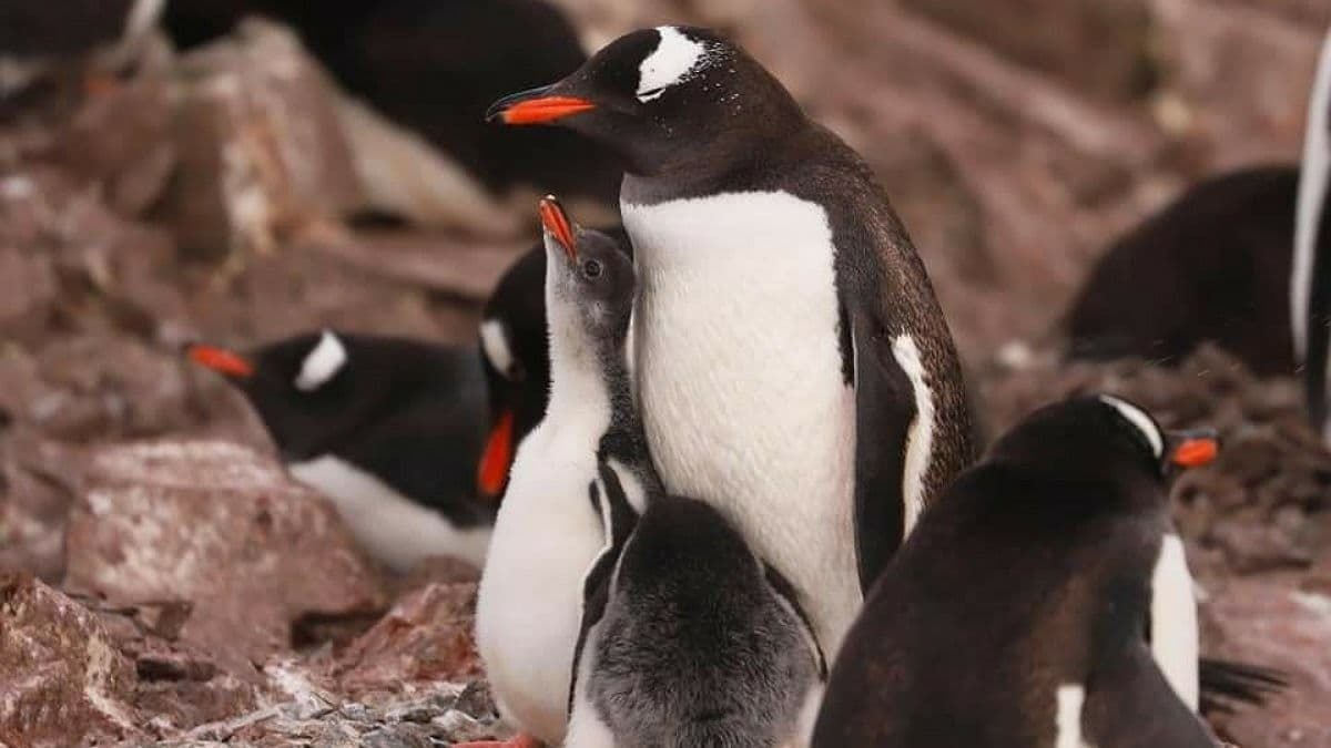 Украинские полярники поделились уникальными снимками пингвинов с детенышами возле станции в Антарктиде