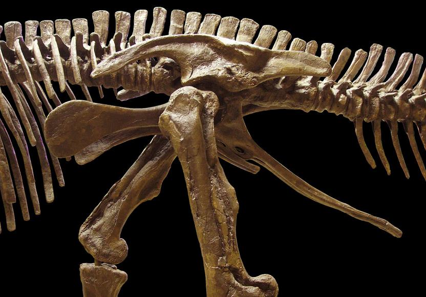 В США раскопали утконосого динозавра, жившего в мезозойскую эпоху 