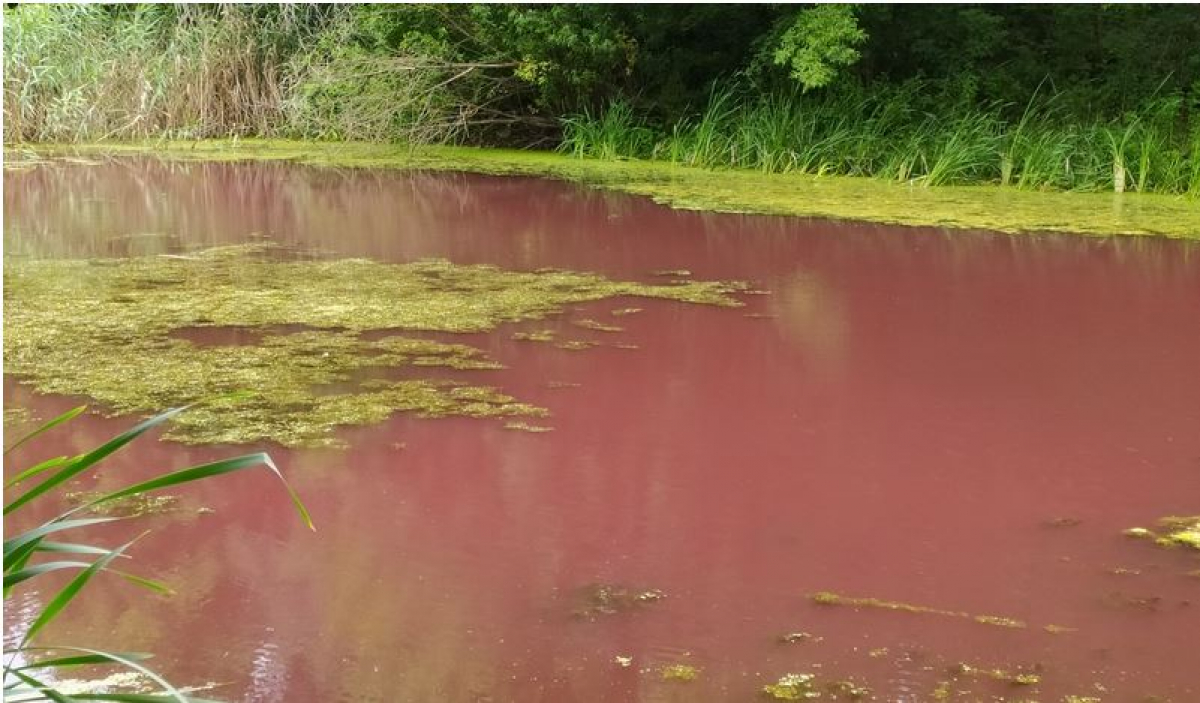 В Нежине водоем окрасился в розовый цвет - специалисты не могут найти объяснение, кадры 