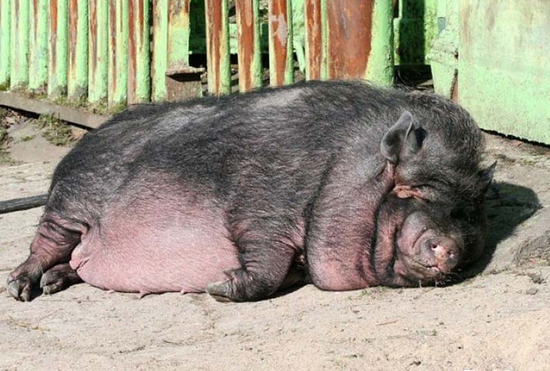 Вьетнамские свиньи сгрызли 80-летнего пенсионера в Николаевской области - детали инцидента