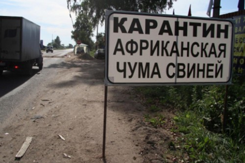"Украинская хунта виновна в смерти 9 тысяч крымских свиней", – сельхознадзор РФ