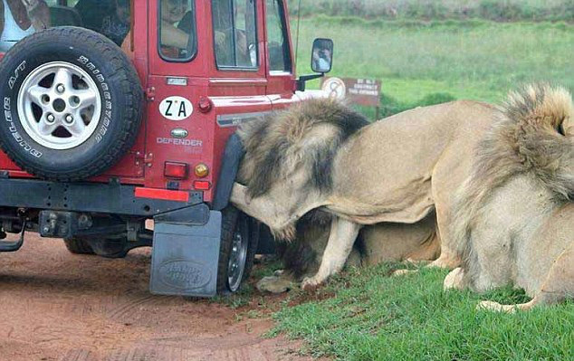 Разъяренные львы напали на туристов в Танзании