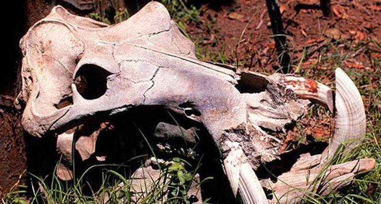 В Восточной Африке вымыло на берег череп дракона - кадры