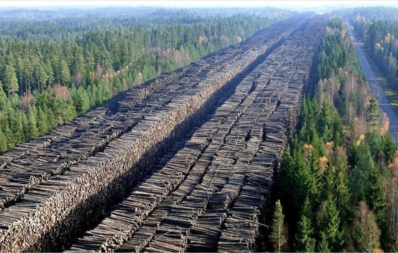 Китай опустошает Сибирь, вырубая лес миллионами тонн в год: россияне бьют тревогу и просят Москву о помощи 