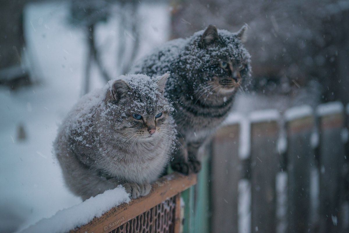 ​Похолодание до –13℃ грядет: какие регионы Украины приморозит 22 февраля