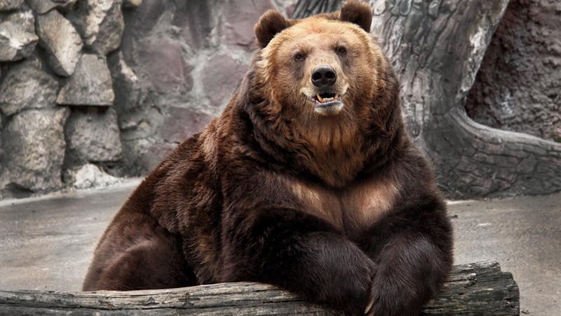 Трагедия в зоопарке в Днепре: медведица откусила руку 5-летнему ребенку