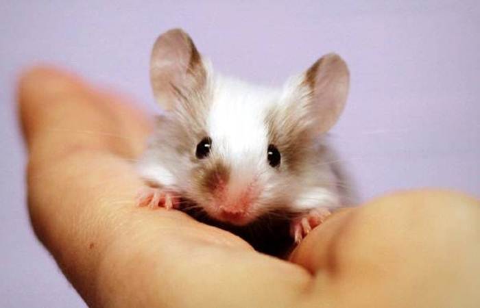 Крысы реабилитированы: ученые доказали, что грызуны не виноваты в распространении чумы в средневековой Европе