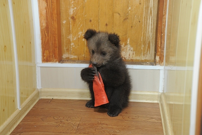 В Перми ребенку подарили на день рождения живого медвежонка