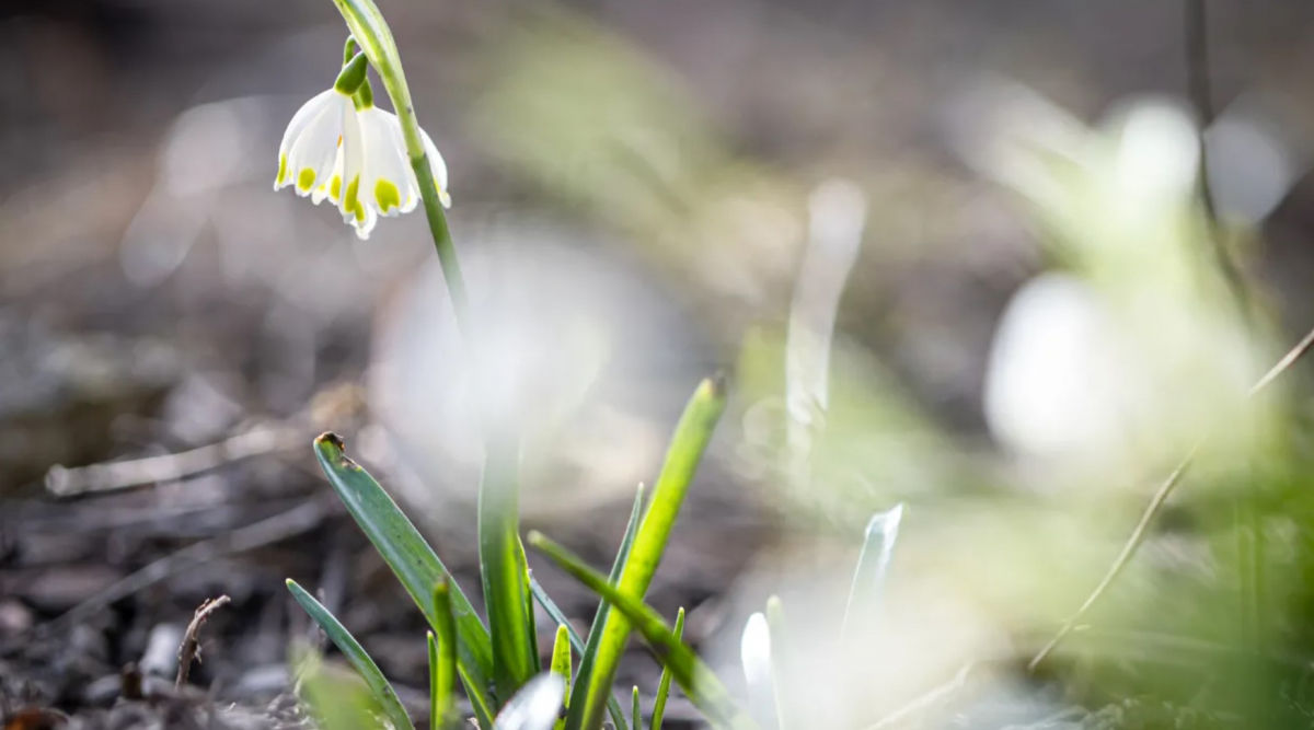 Украину ждет период настоящего весеннего тепла – синоптик назвал даты