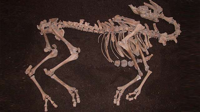 В Австрии нашли скелет верблюда-гибрида