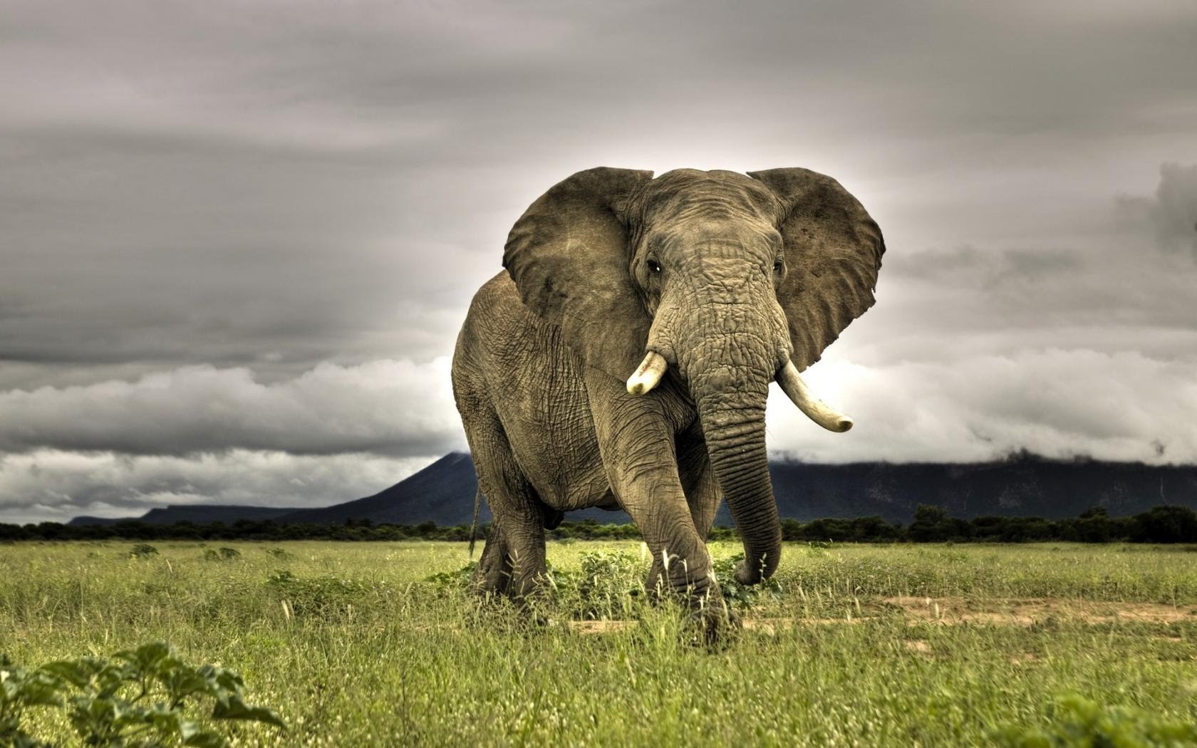 В Сети появился ролик с "курящим" слоном в Индии – кадры