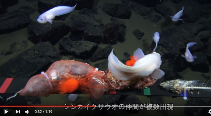 Японские ученые поделились сенсационным видео: впервые в мире удалось снять самую глубоководную рыбу планеты – кадры 