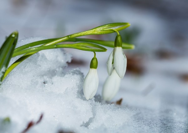В Украине наступит настоящая весна: на 8 марта синоптики прогнозируют жаркую погоду 