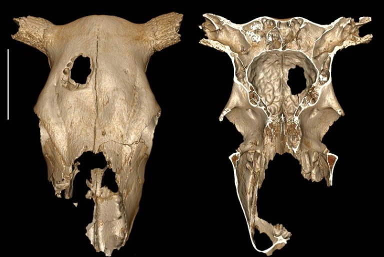 Ученые обнаружили череп животного с трепанацией, которому 5000 лет, – кадры
