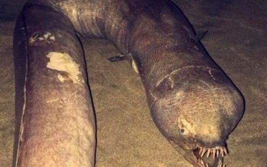 Монстра-жруна с Нибиру засекли над Черным морем: чудовище шокировало своим видом и размерами - фото