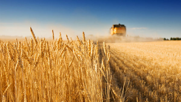 Посевные станут для украинских аграриев дороже