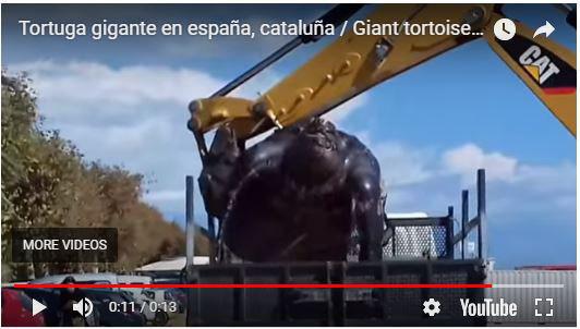 Гигантское морское чудовище обнаружили на испанском пляже: монстра погрузили с помощью экскаватора и увезли в неизвестном направлении – кадры