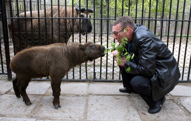 В николаевском зоопарке появился первый в Украине тибетский газелебык