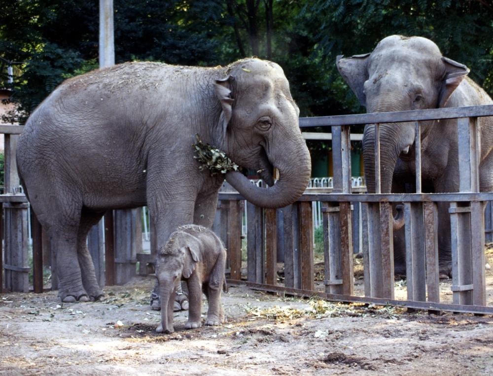 Одесский зоопарк готов поделиться животными с пострадавшим зоопарком в Тбилиси