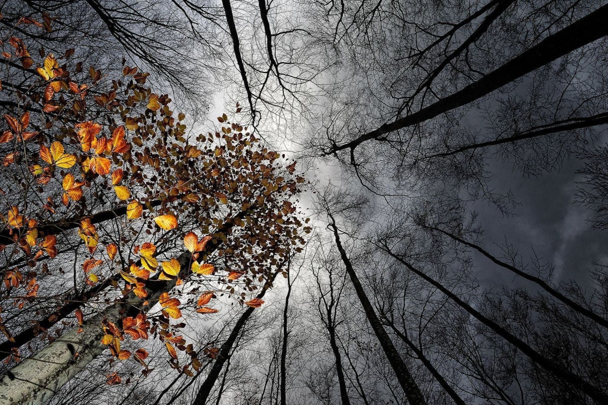 ​Дождь, мгла и плюсовая температура: какой будет первая неделя декабря в Украине