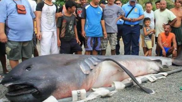 На Филиппинах рыбаки увидели аномальную мертвую акулу и теперь готовятся к катастрофе: стало известно, что именно напугало жителей, - кадры
