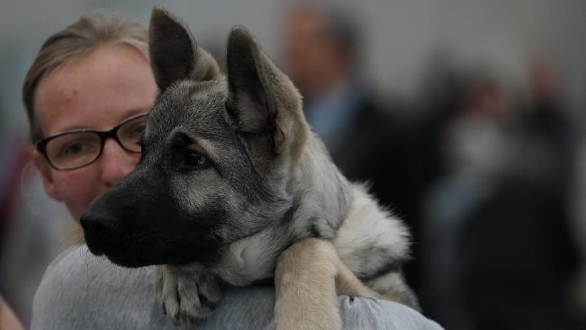 Иммунолог ответил, могут ли собаки и кошки заболеть коронавирусом: "В Украине это возможно"