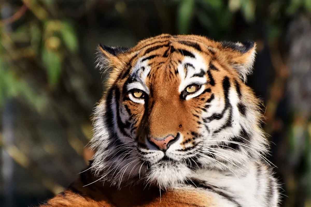 Не ображайте Чорного Тигра: чого не варто дарувати на Новий 2022 рік