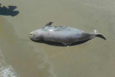 На побережье Азовского моря нашли дельфина 
