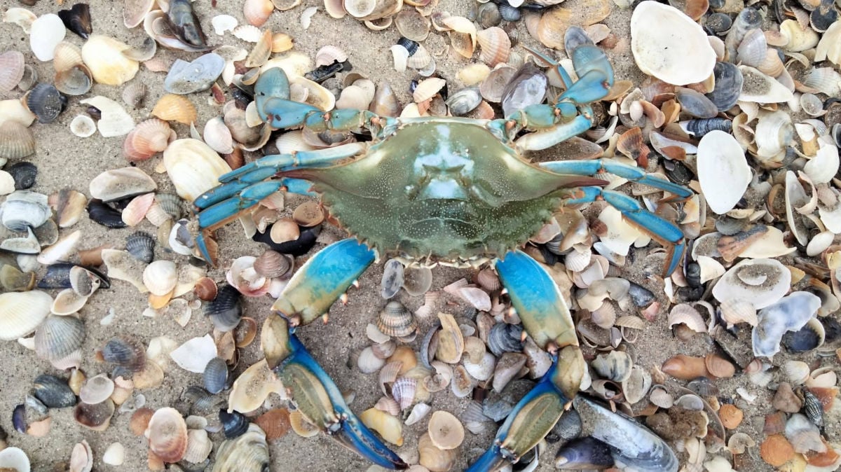 У Чорному морі зафіксовано рідкісний вид краба: чим він небезпечний – пояснює вчений