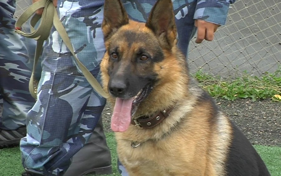 В России полицейские устроили служебной собаке жестокую "тренировку": видео издевательского забега появилось в Сети