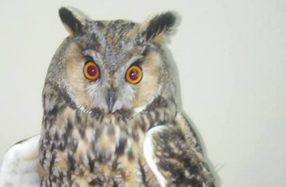 В Печерском районе Киева горожане подобрали травмированного птенца совы, которого пытались заклевать вороны