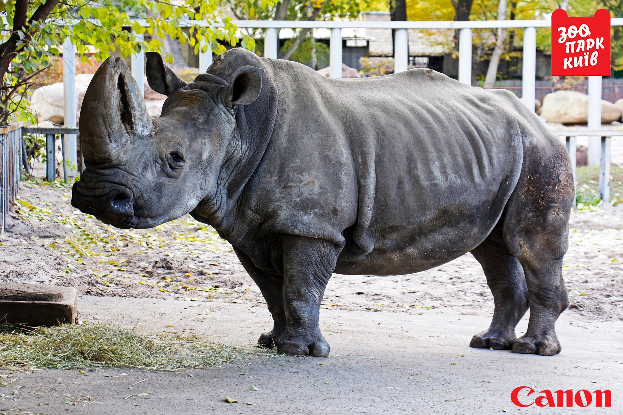 Печальные известия из Киевского зоопарка: старейший носорог в Европе тяжело болен