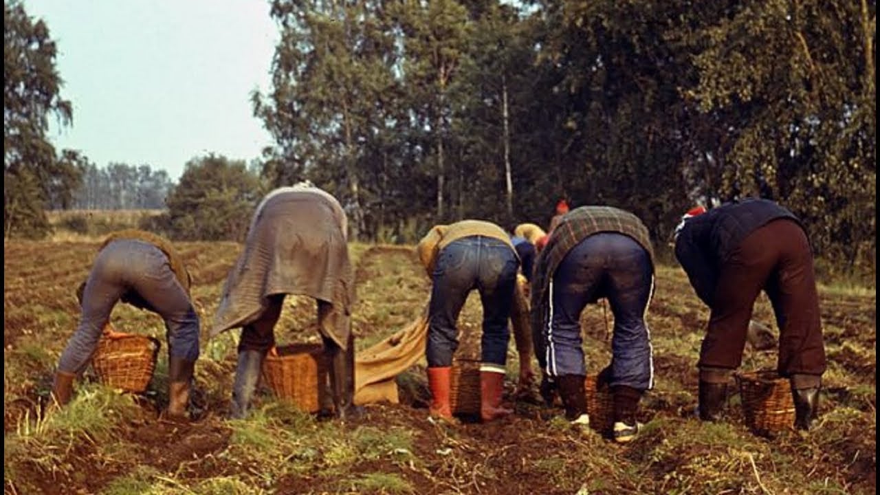 Студентов в "ДНР" решили отправлять в поля на сельхозработы, как в СССР