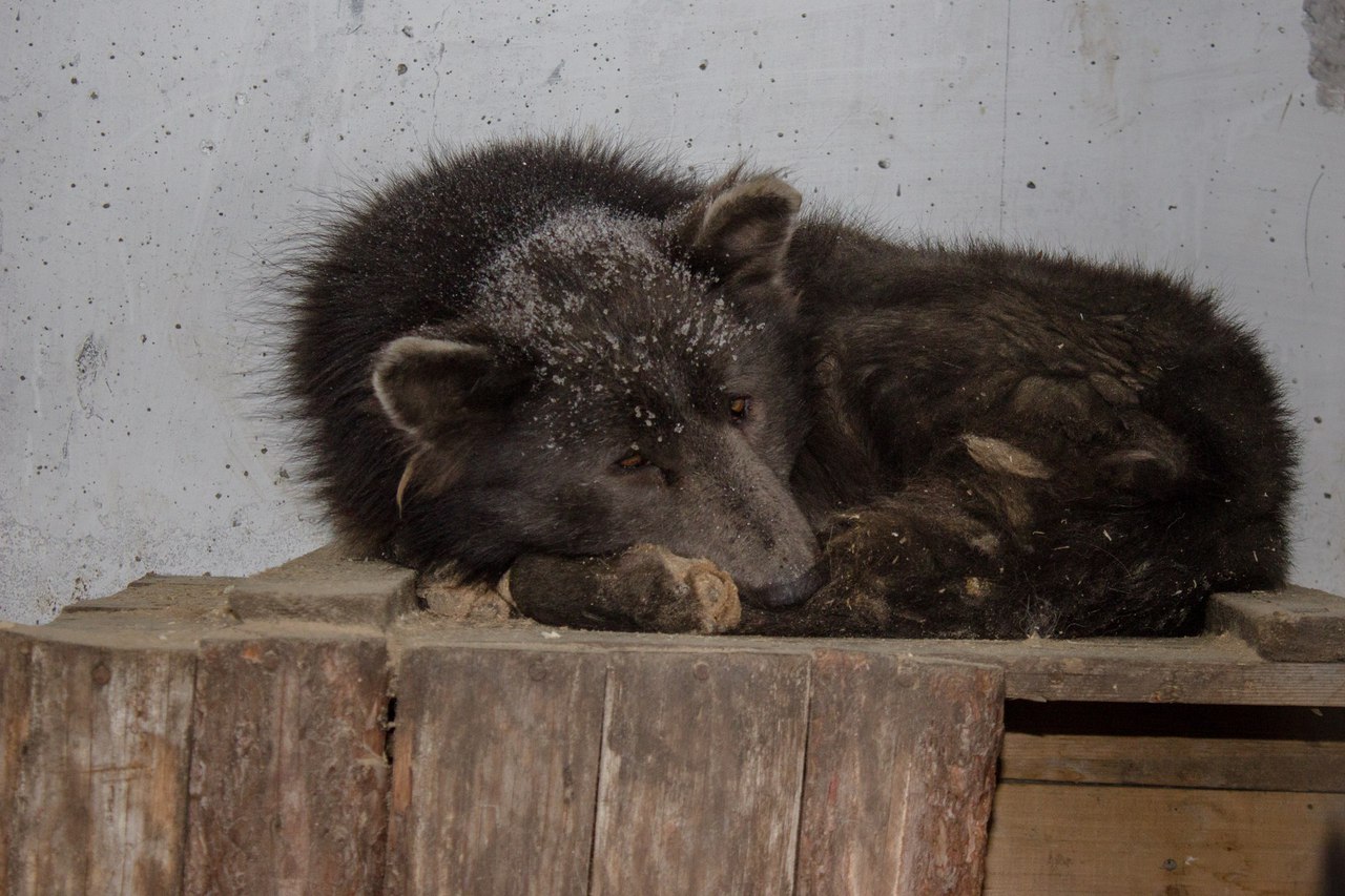 ​Медведь или собака? В Челябинске обнаружили уникальное животное, поставившее в тупик соцсети, - кадры
