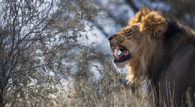 Месть природы: в Африке львы разорвали на части браконьеров, охотившихся на редких носорогов