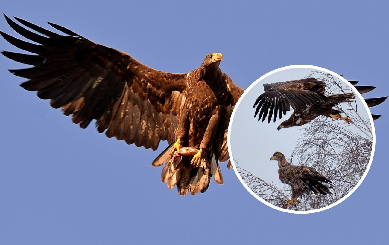 В Чернобыльском заповеднике нашли гнездо орлана-белохвоста, занесенного в Красную книгу и запечатленного на монетах НБУ