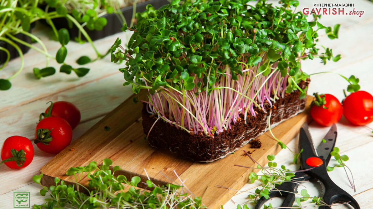 Суперпольза для здоровья: как вырастить микрозелень дома и в какие блюда добавлять