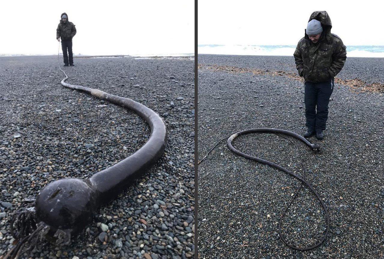 В Мурманске ученые нашли 8-метрового червя, который не давал покоя жителям