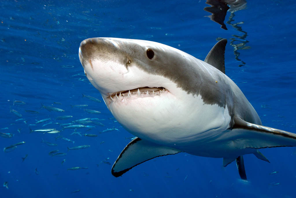 Южноафриканский пляж закрыли из-за нашествия белых акул 