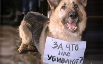 Изверги из Воронежа заживо замуровали собаку в бетон (видео)