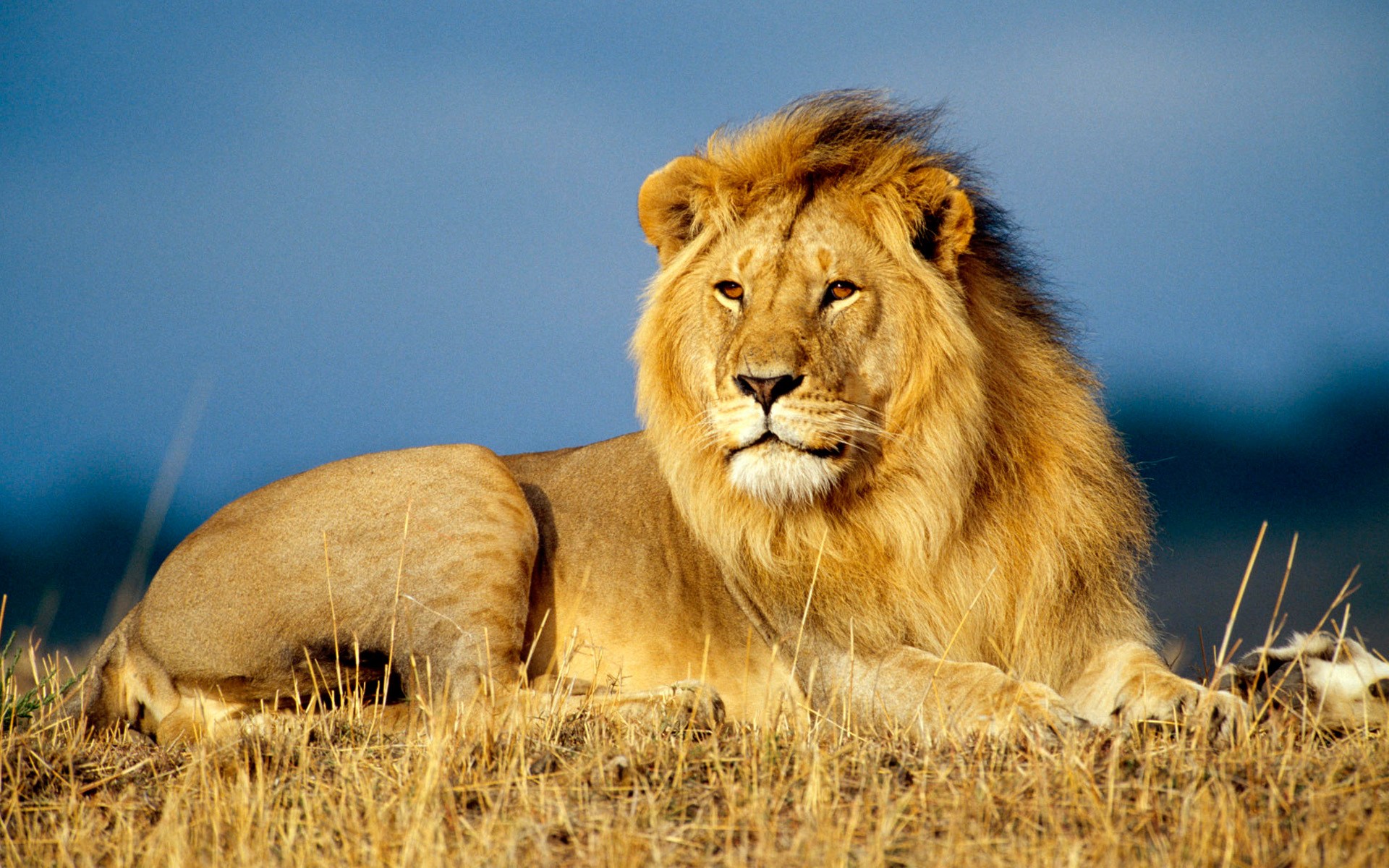 Палеонтологи обнаружили львов-гигантов в доисторической Кении 