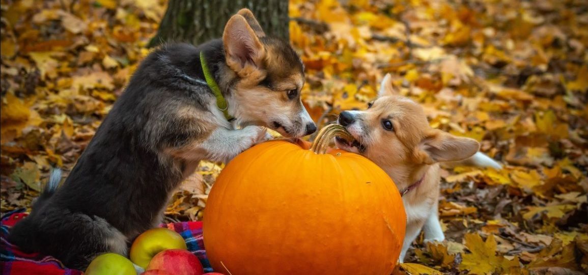 В первый уикенд ноября погода преподнесет украинцам сюрприз: синоптик рассказала об аномалии