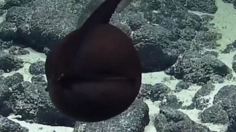 В морских глубинах обнаружено существо с нереально большим ртом: ученые показали кадры сенсационной находки