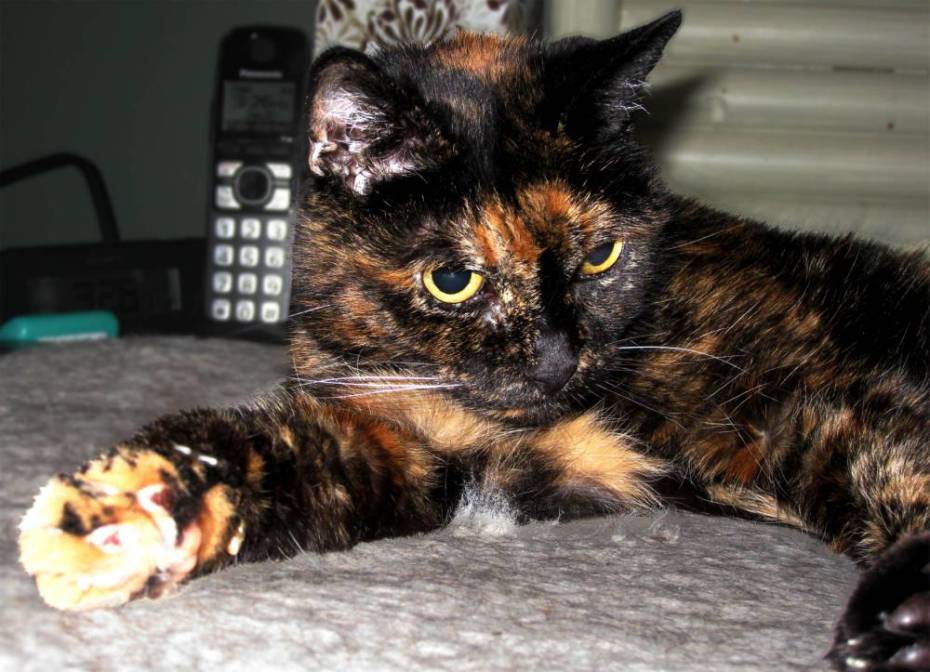 Самой старой кошкой в мире стала 121-летняя Тиффани из США