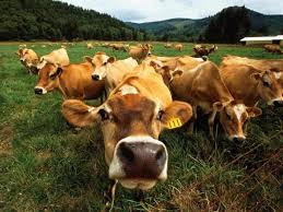 Россия запретила импорт румынского крупного рогатого скота