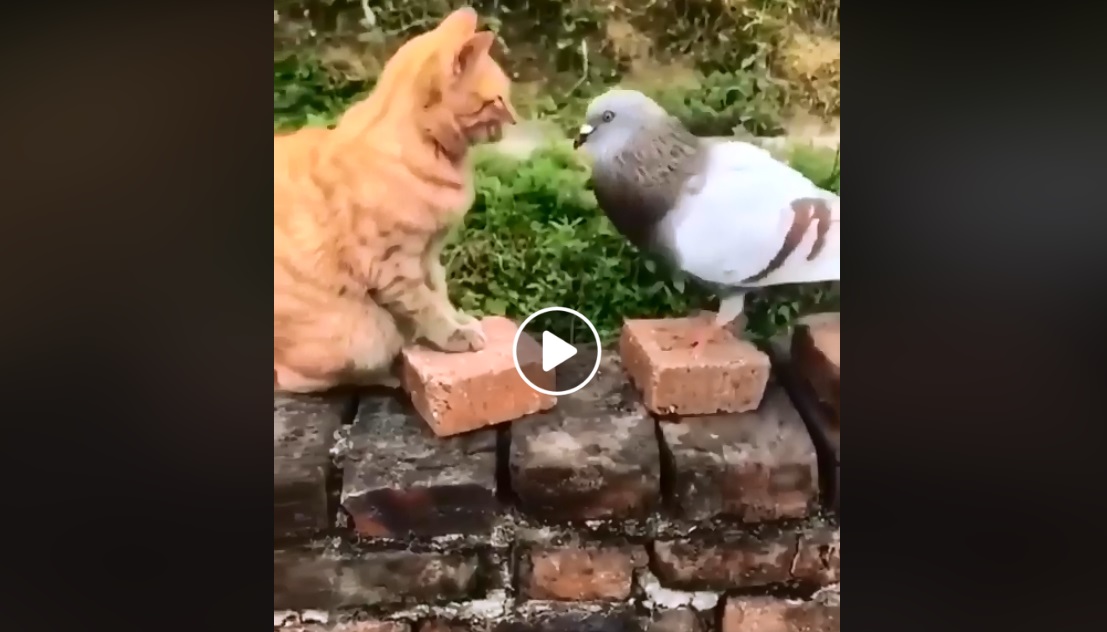 Неравная схватка кота и голубя повеселила Сеть: драка хвостатого с пернатым закончилась неожиданно – видео