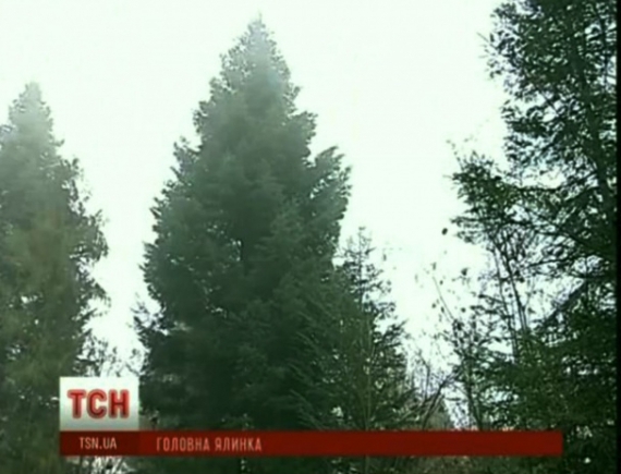 Главную новогоднюю елку Украины полдня вывозили из леса 