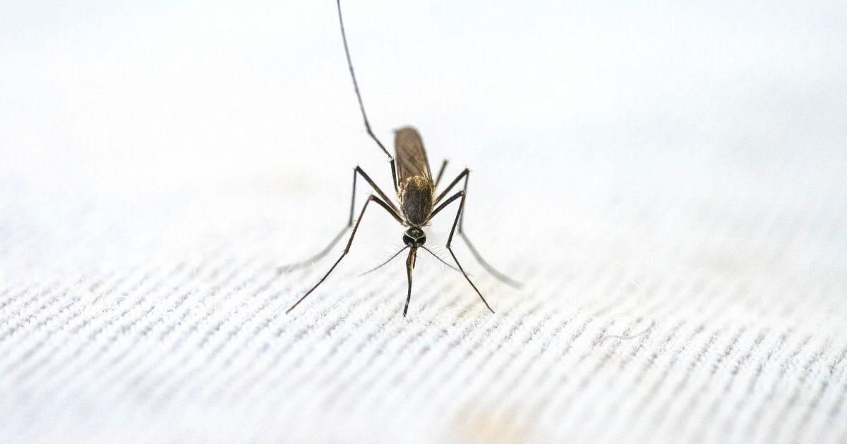Врачи бьют тревогу: Европу могут захлестнуть "тропические" болезни, передаваемые комарами