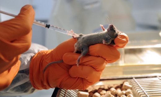 Ученым удалось вживить в голову мыши миниатюрный человеческий мозг