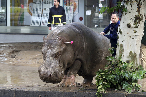 В Тбилиси из-за наводнения погибли более 300 животных-обитателей зоопарка